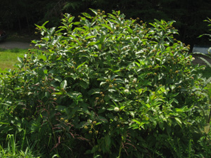 buttonbush 6